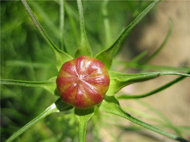 kosmos, pupoljak